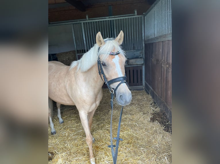 Deutsches Reitpony Stute 15 Jahre 142 cm Palomino in Zimmern ob Rottweil