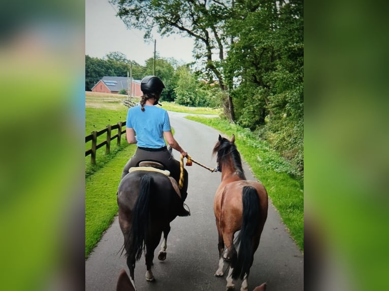 Deutsches Reitpony Stute 15 Jahre 142 cm Rappe in Lotte