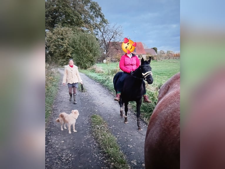 Deutsches Reitpony Stute 15 Jahre 142 cm Rappe in Lotte