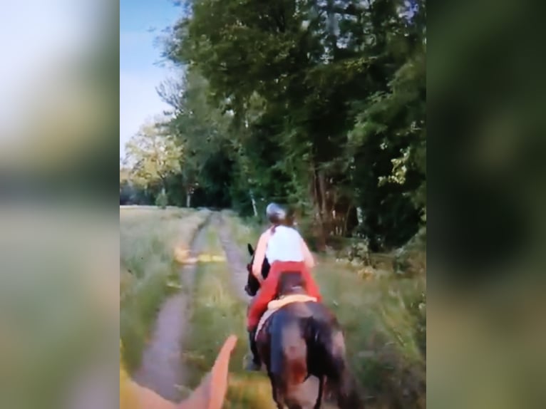 Deutsches Reitpony Stute 15 Jahre 142 cm Rappe in Lotte