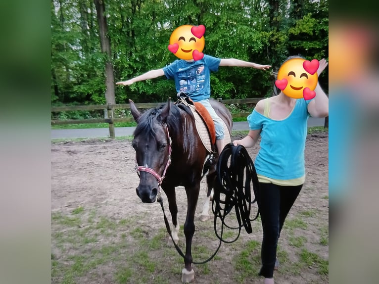 Deutsches Reitpony Stute 15 Jahre 142 cm Rappe in Lotte