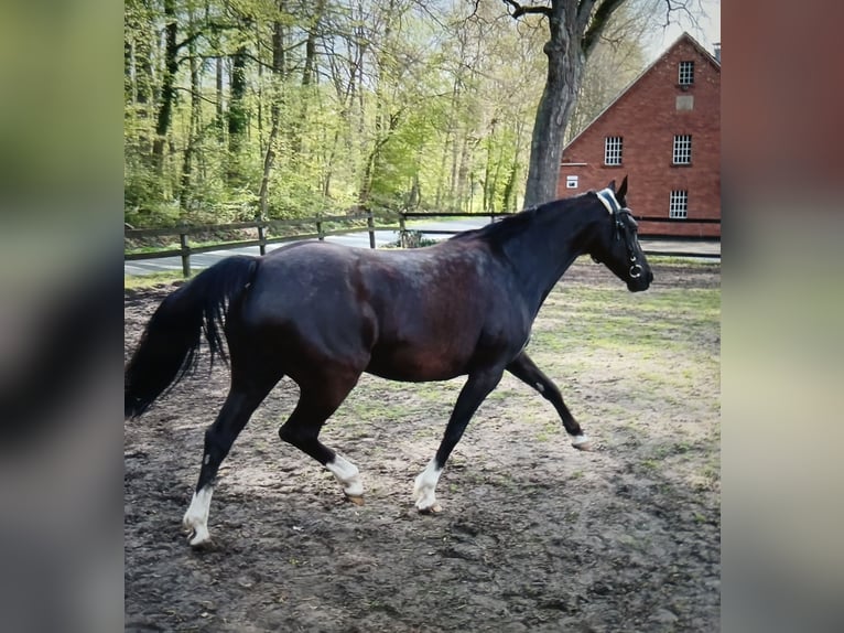 Deutsches Reitpony Stute 15 Jahre 142 cm Rappe in Lotte