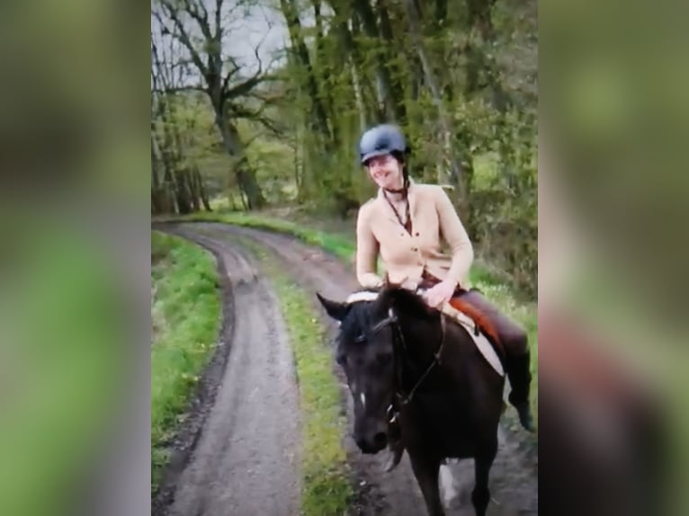 Deutsches Reitpony Stute 15 Jahre 142 cm Rappe in Lotte