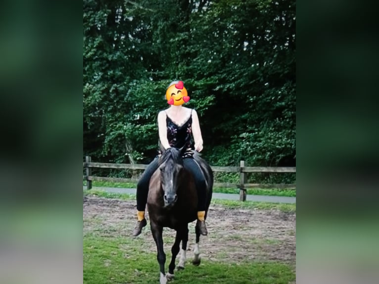 Deutsches Reitpony Stute 15 Jahre 142 cm Rappe in Lotte