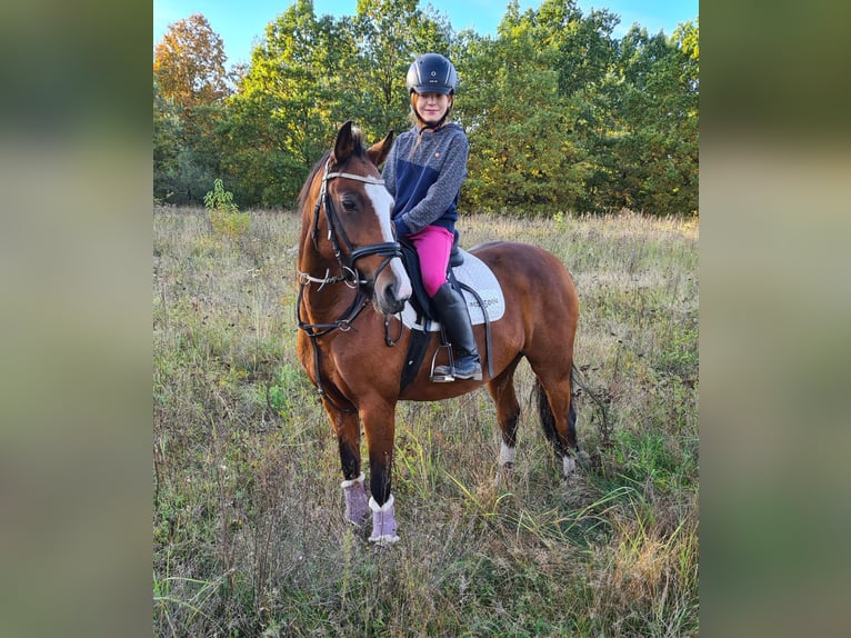Deutsches Reitpony Stute 15 Jahre 143 cm Hellbrauner in Zossen