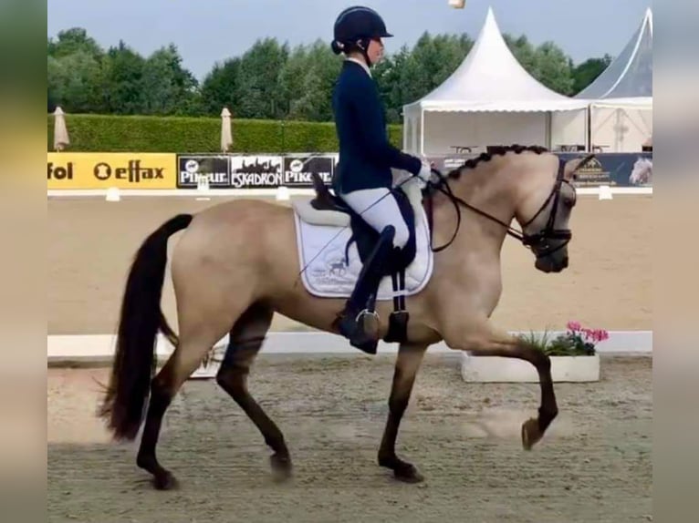 Deutsches Reitpony Stute 15 Jahre 144 cm Falbe in Ahaus