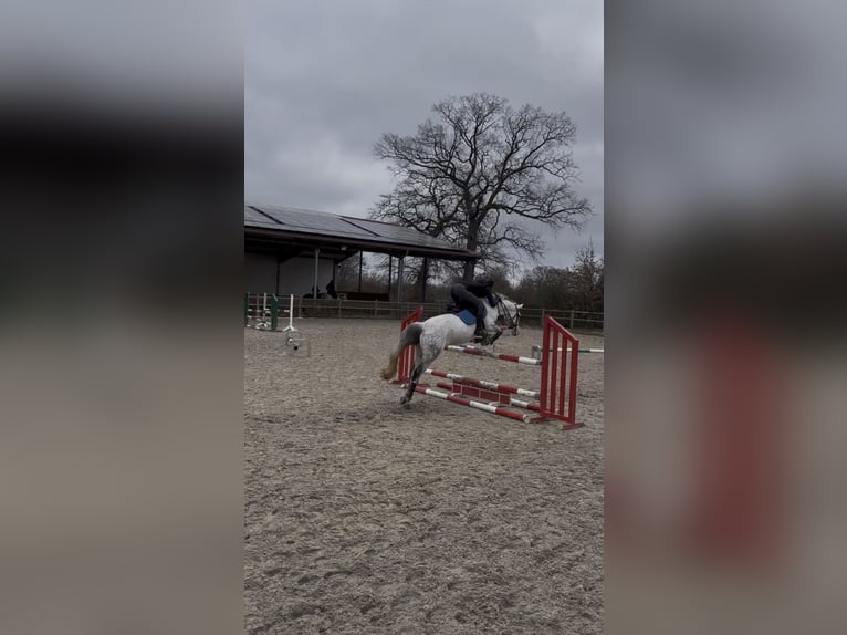 Deutsches Reitpony Stute 15 Jahre 145 cm Apfelschimmel in Hamburg