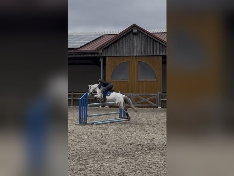 Deutsches Reitpony Stute 15 Jahre 145 cm Apfelschimmel in Hamburg