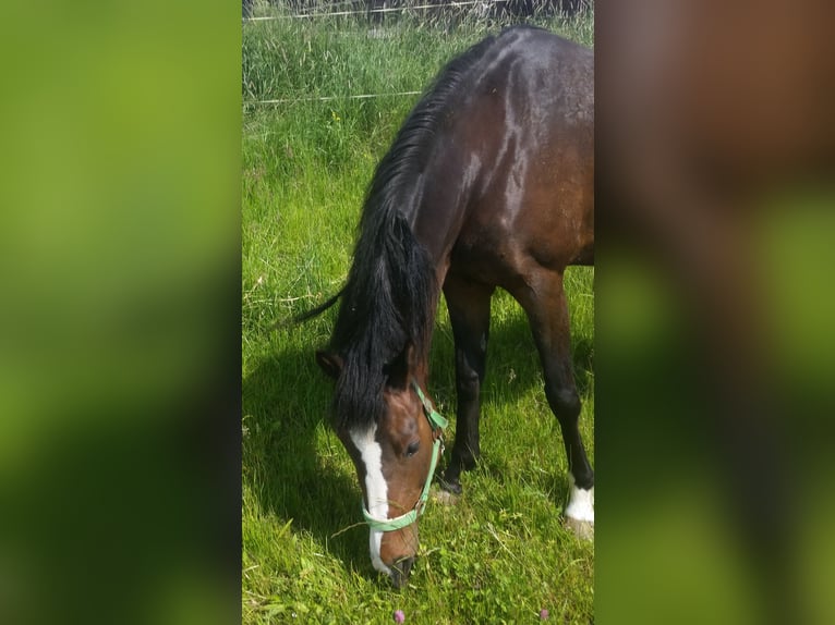 Deutsches Reitpony Stute 15 Jahre 145 cm Brauner in Altfraunhofen