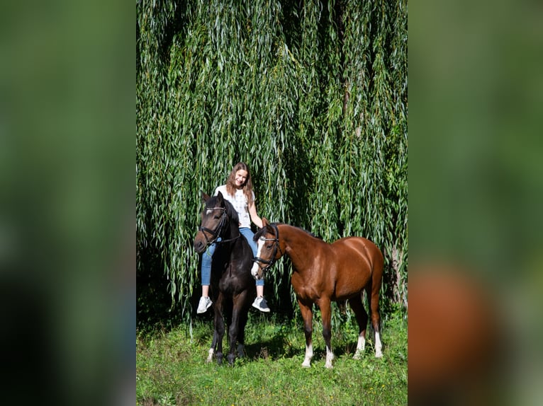 Deutsches Reitpony Stute 15 Jahre 145 cm Brauner in Heringen