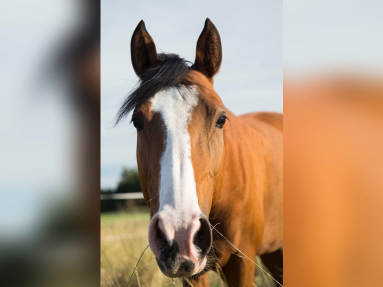 Deutsches Reitpony Stute 15 Jahre 145 cm Brauner in Heringen