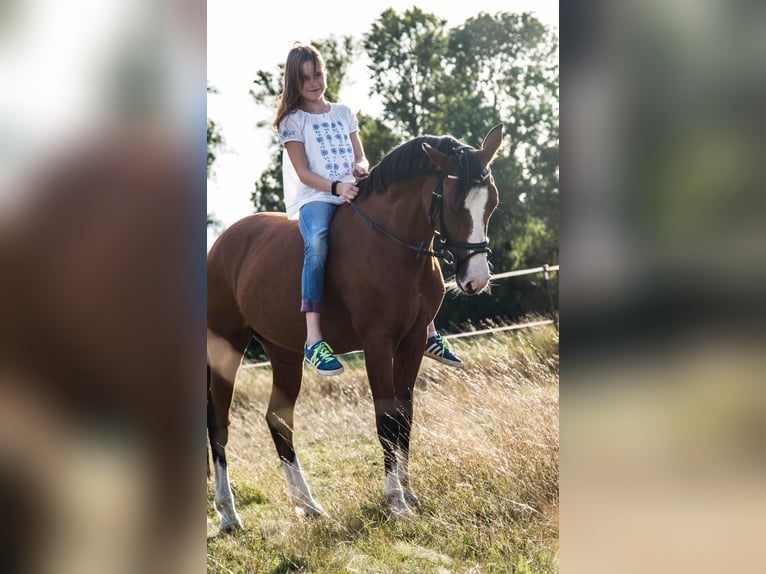 Deutsches Reitpony Stute 15 Jahre 145 cm Brauner in Heringen