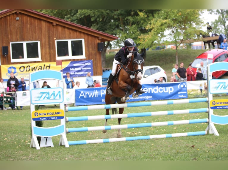 Deutsches Reitpony Stute 15 Jahre 145 cm Brauner in Heringen