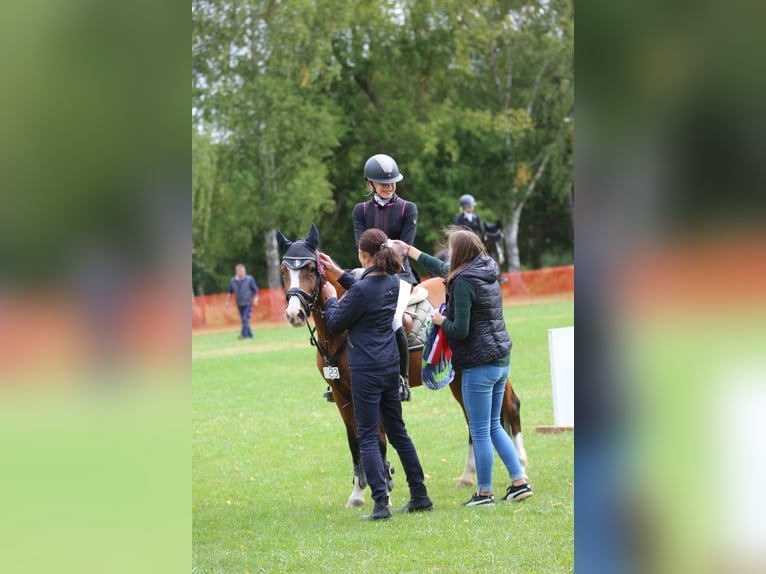 Deutsches Reitpony Stute 15 Jahre 145 cm Brauner in Heringen