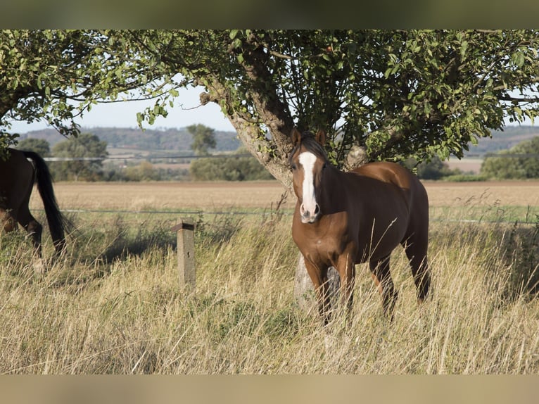 Deutsches Reitpony Stute 15 Jahre 145 cm Brauner in Heringen