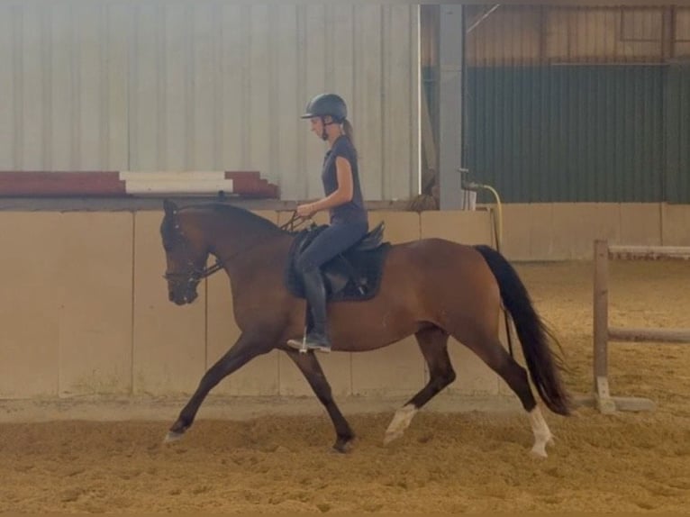 Deutsches Reitpony Stute 15 Jahre 145 cm Dunkelbrauner in Roßdorf