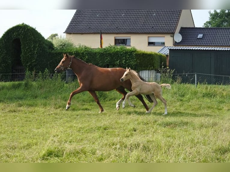 Deutsches Reitpony Stute 15 Jahre 145 cm Dunkelfuchs in Hamm