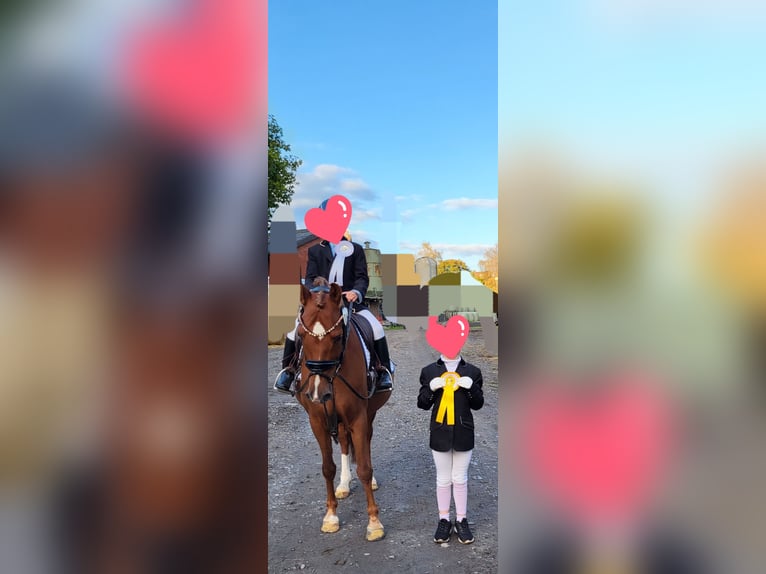 Deutsches Reitpony Stute 15 Jahre 145 cm Dunkelfuchs in Hamm