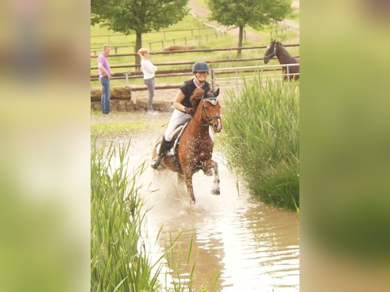 Deutsches Reitpony Stute 15 Jahre 145 cm Dunkelfuchs in Hamm
