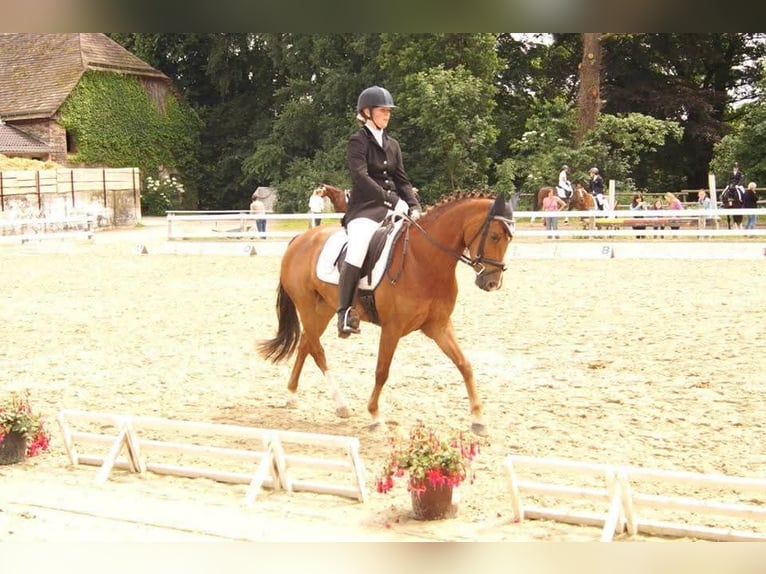 Deutsches Reitpony Stute 15 Jahre 145 cm Dunkelfuchs in Hamm