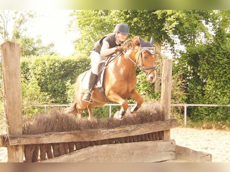 Deutsches Reitpony Stute 15 Jahre 145 cm Dunkelfuchs in Hamm