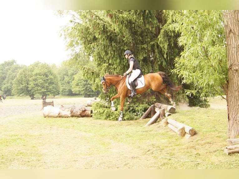 Deutsches Reitpony Stute 15 Jahre 145 cm Dunkelfuchs in Hamm
