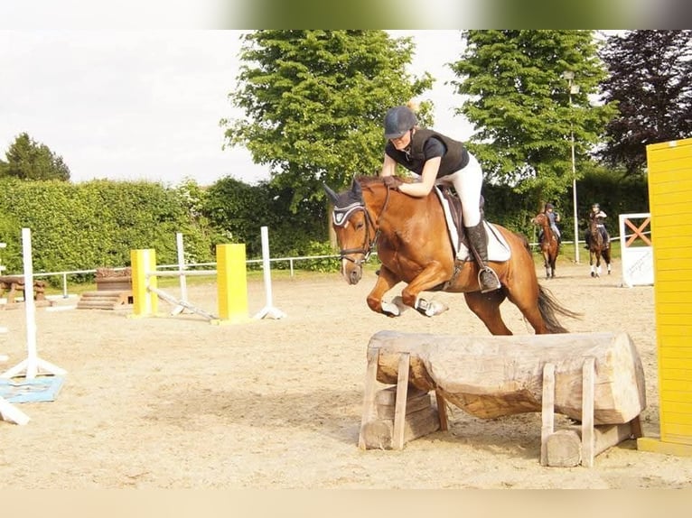 Deutsches Reitpony Stute 15 Jahre 145 cm Dunkelfuchs in Hamm