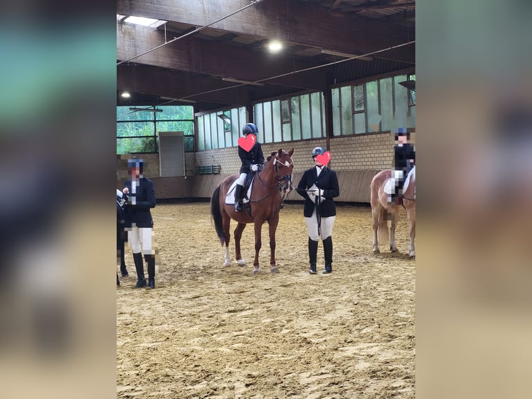 Deutsches Reitpony Stute 15 Jahre 145 cm Dunkelfuchs in Hamm