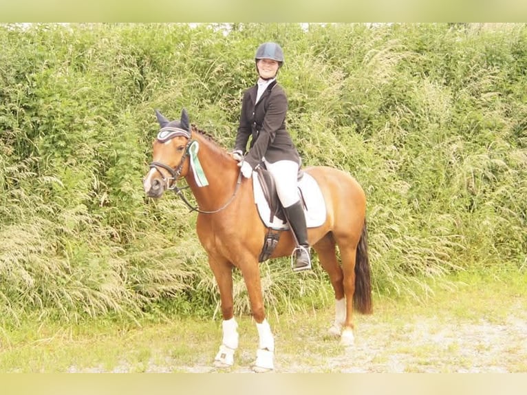 Deutsches Reitpony Stute 15 Jahre 145 cm Dunkelfuchs in Hamm