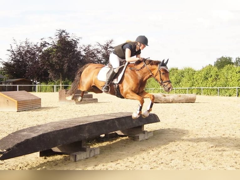 Deutsches Reitpony Stute 15 Jahre 145 cm Dunkelfuchs in Hamm
