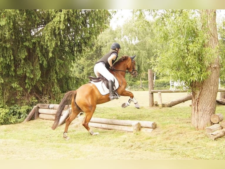 Deutsches Reitpony Stute 15 Jahre 145 cm Dunkelfuchs in Hamm