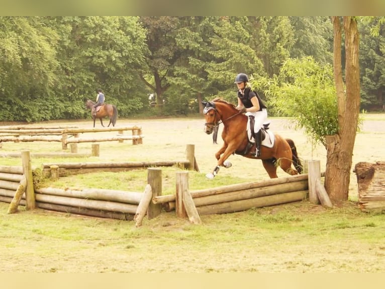 Deutsches Reitpony Stute 15 Jahre 145 cm Dunkelfuchs in Hamm