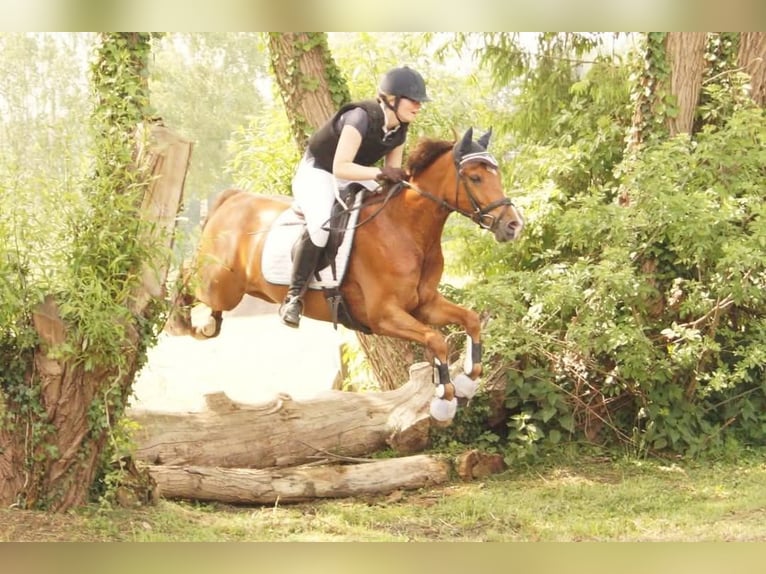 Deutsches Reitpony Stute 15 Jahre 145 cm Dunkelfuchs in Hamm