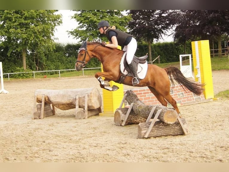Deutsches Reitpony Stute 15 Jahre 145 cm Dunkelfuchs in Hamm