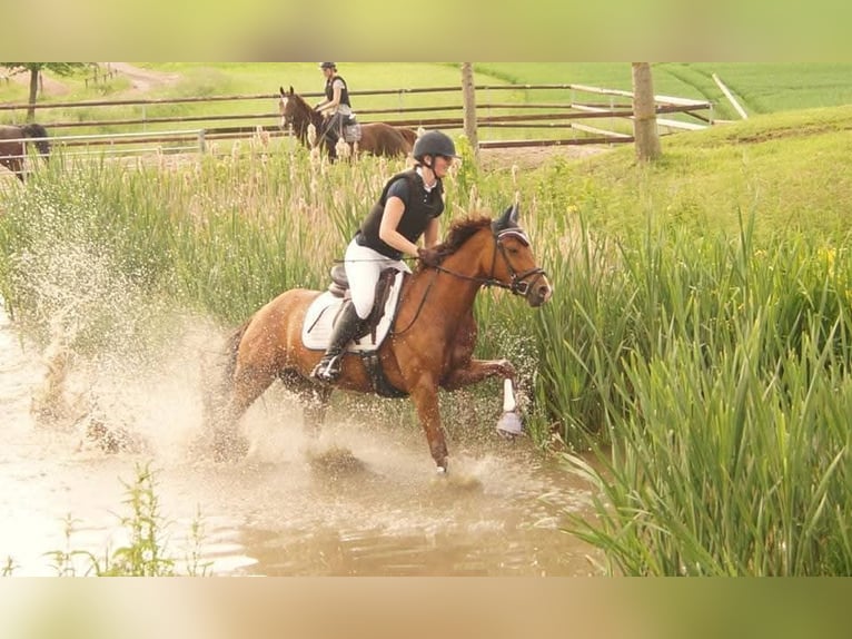 Deutsches Reitpony Stute 15 Jahre 145 cm Dunkelfuchs in Hamm