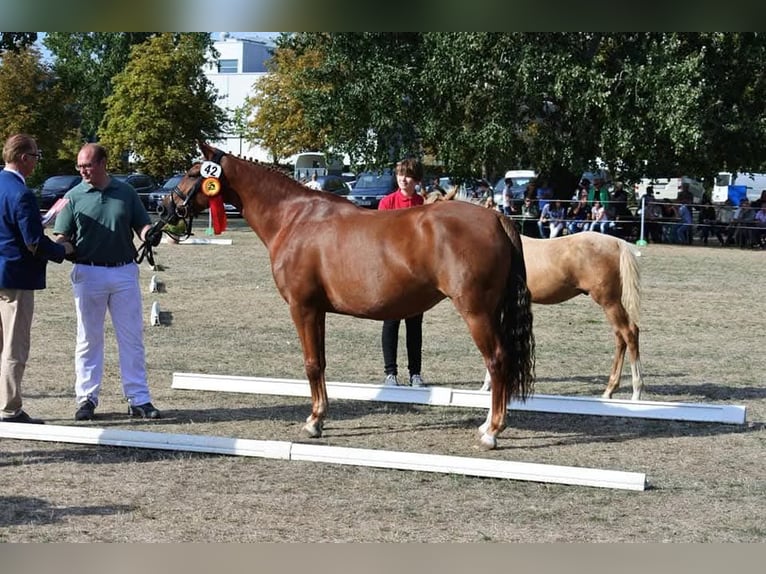 Deutsches Reitpony Stute 15 Jahre 145 cm Dunkelfuchs in Hamm