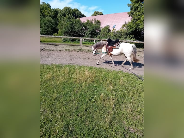 Deutsches Reitpony Stute 15 Jahre 145 cm Falbe in Woltersdorf