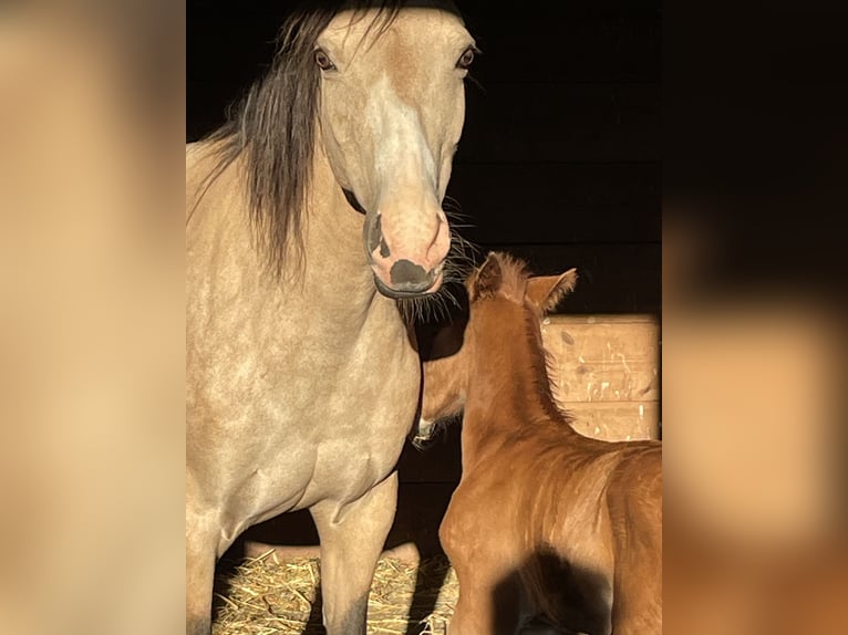 Deutsches Reitpony Stute 15 Jahre 145 cm Falbe in Bitburg