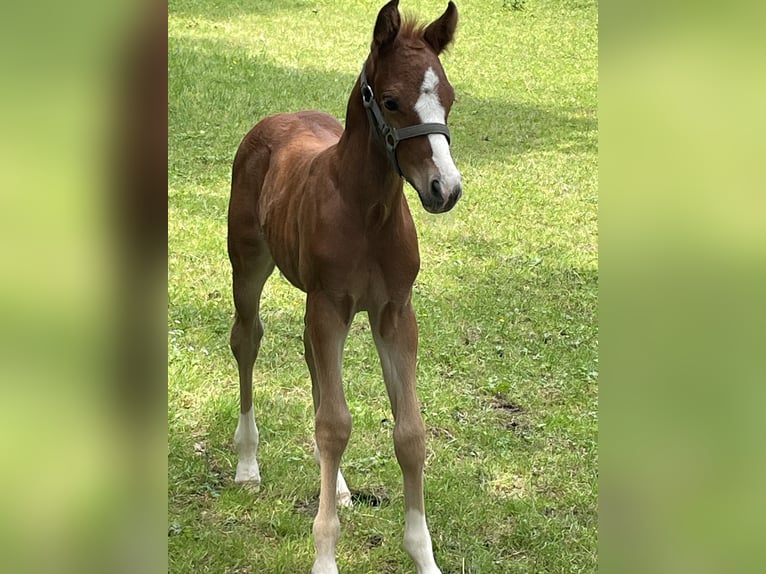 Deutsches Reitpony Stute 15 Jahre 145 cm Falbe in Bitburg