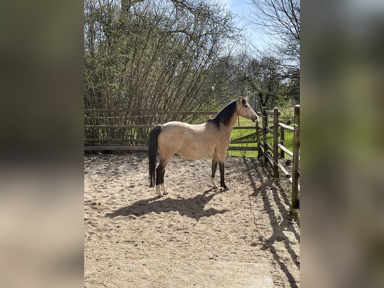 Deutsches Reitpony Stute 15 Jahre 145 cm Falbe in Bitburg