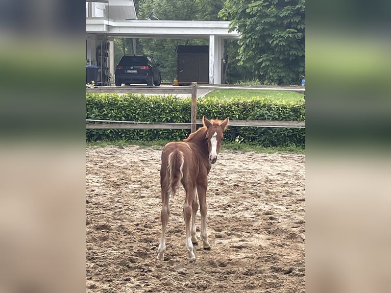 Deutsches Reitpony Stute 15 Jahre 145 cm Falbe in Bitburg
