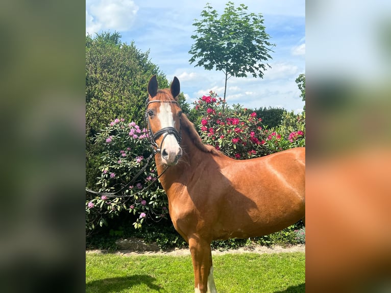 Deutsches Reitpony Stute 15 Jahre 145 cm Fuchs in Hopsten