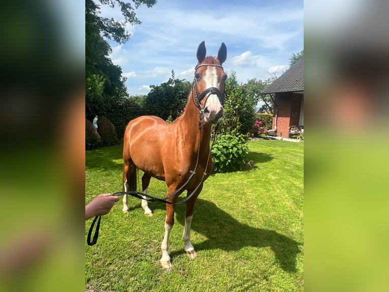Deutsches Reitpony Stute 15 Jahre 145 cm Fuchs in Hopsten