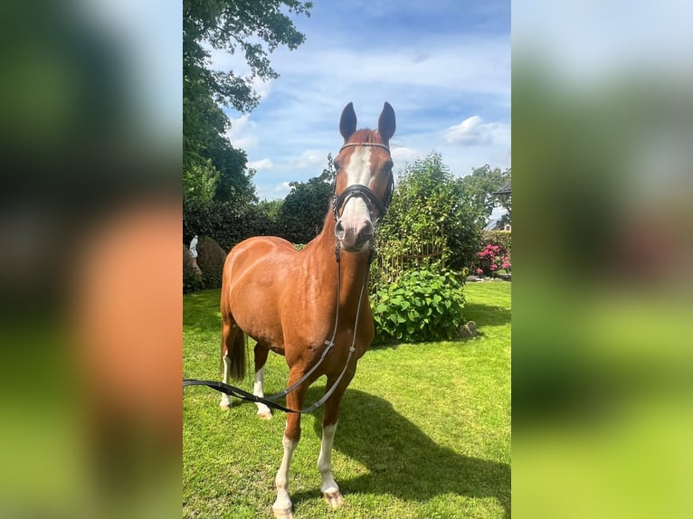 Deutsches Reitpony Stute 15 Jahre 145 cm Fuchs in Hopsten
