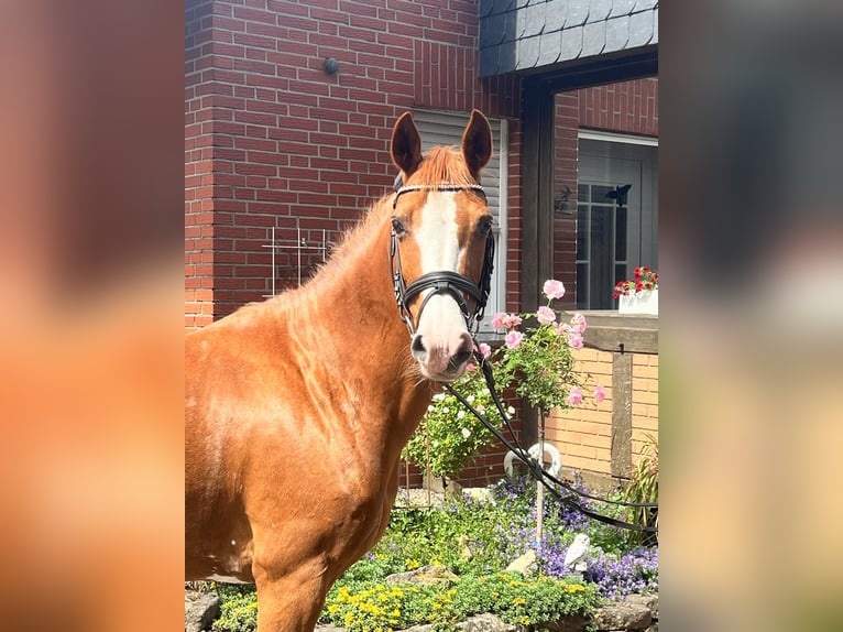 Deutsches Reitpony Stute 15 Jahre 145 cm Fuchs in Hopsten