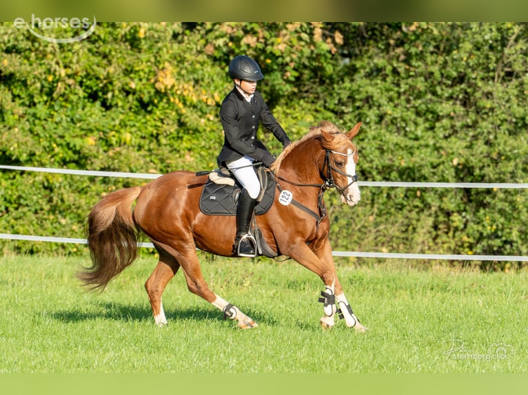 Deutsches Reitpony Stute 15 Jahre 145 cm Fuchs in Radebeul