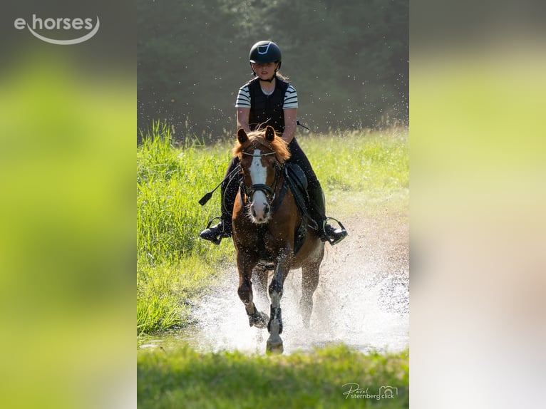 Deutsches Reitpony Stute 15 Jahre 145 cm Fuchs in Radebeul