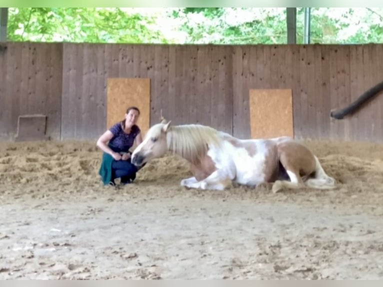 Deutsches Reitpony Mix Stute 15 Jahre 145 cm Schecke in Morschen