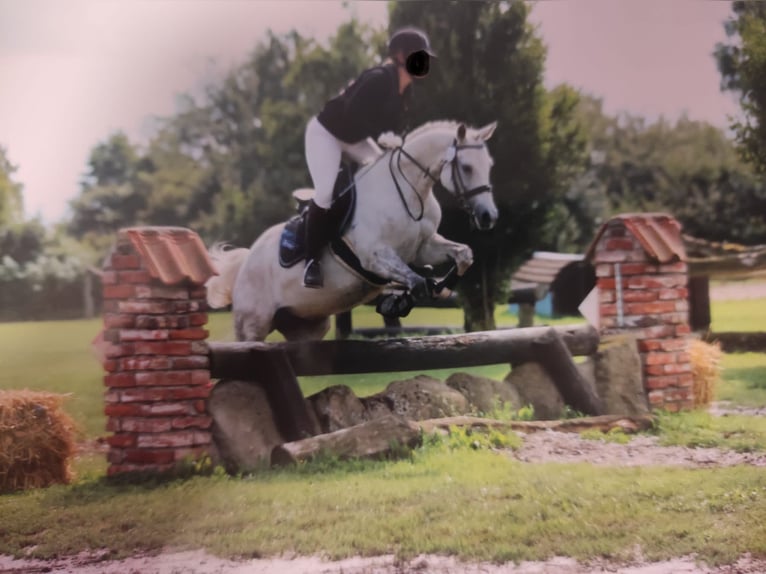 Deutsches Reitpony Stute 15 Jahre 145 cm Schimmel in Friedberg