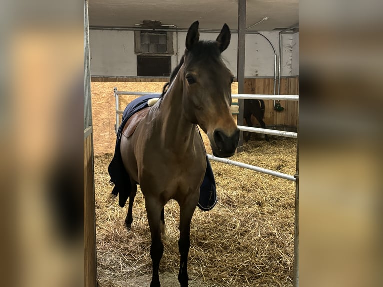 Deutsches Reitpony Stute 15 Jahre 146 cm Brauner in Langenenslingen
